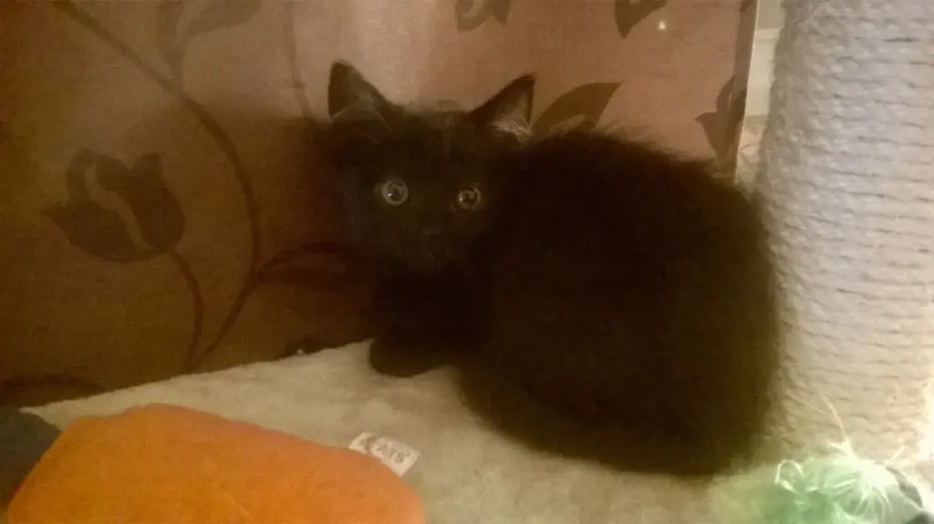 Bild von Panther