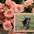 Condolence image of ❤️❤️❤️