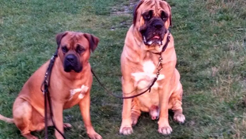 Condolence image of Günter mit Buddy und Ben  im Herzen