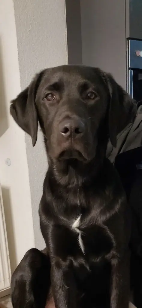 Bild von Chuck