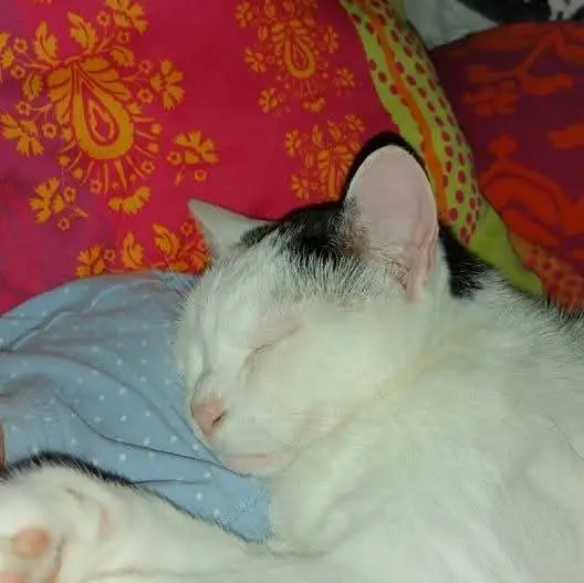 Bild von Frieda