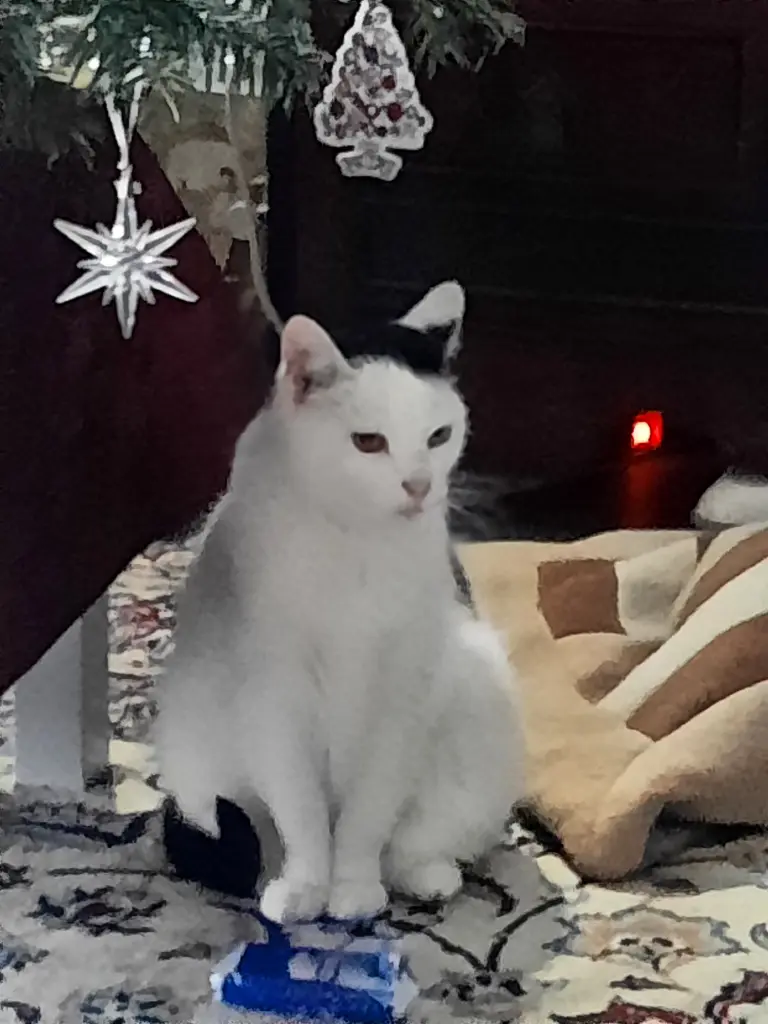 Bild von Frieda