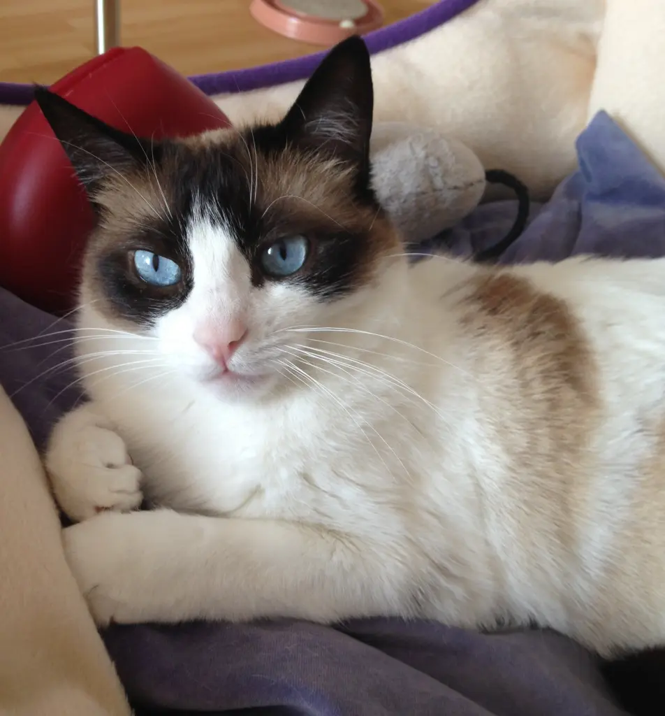 Bild von Cookie
