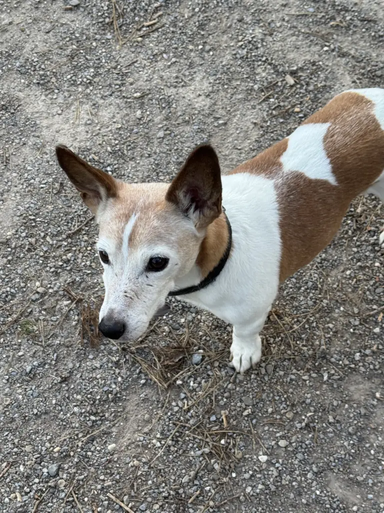 Image from Baileys
