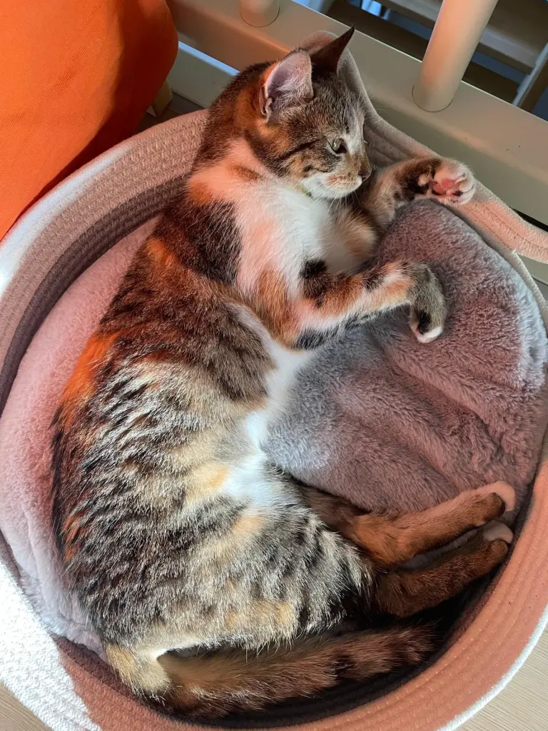 Bild von Coco