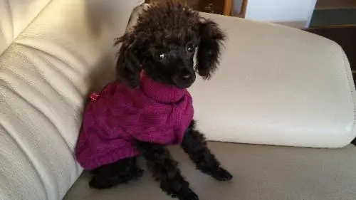 Image from Cintia Sternchen