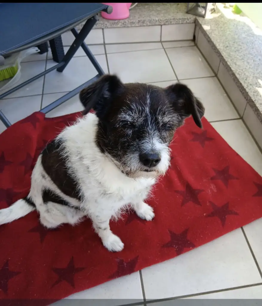 Bild von Lilly