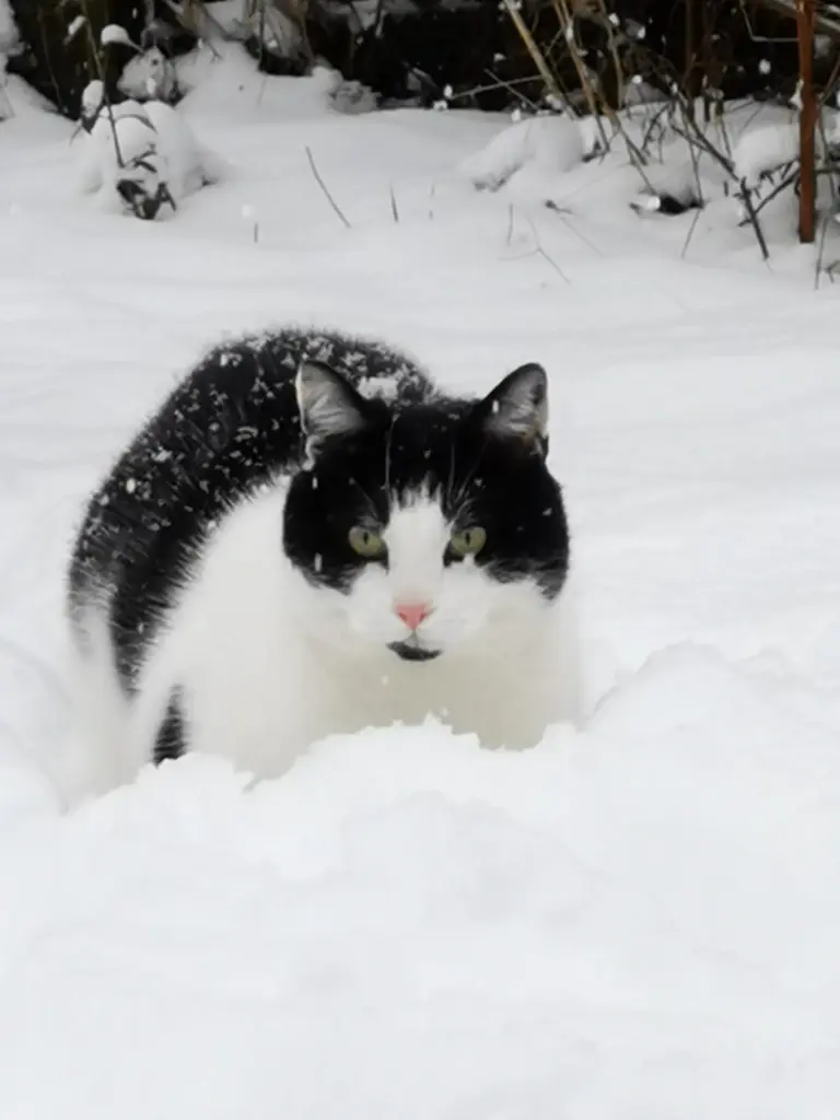 Bild von Muru