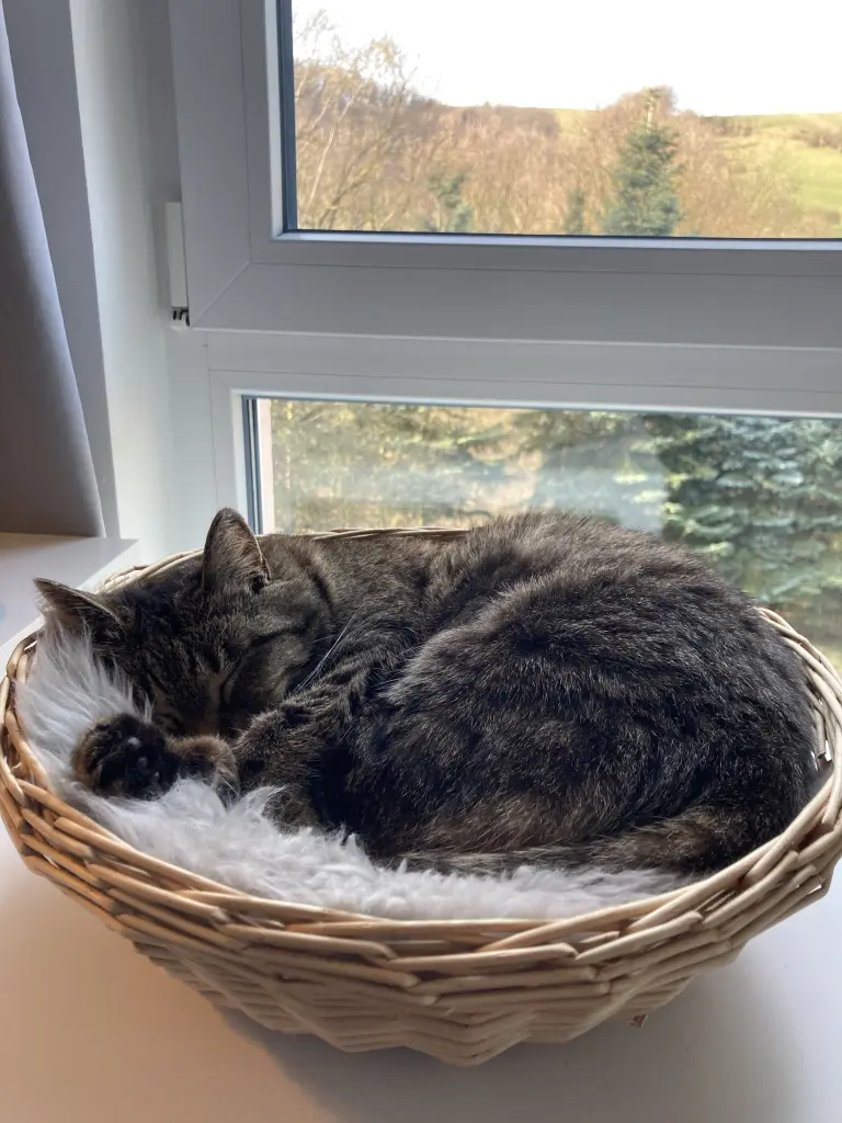 Bild von Floh