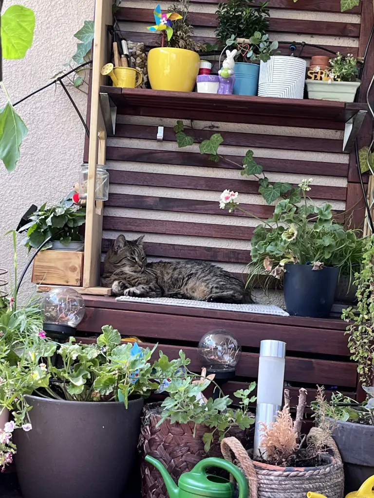Bild von Floh