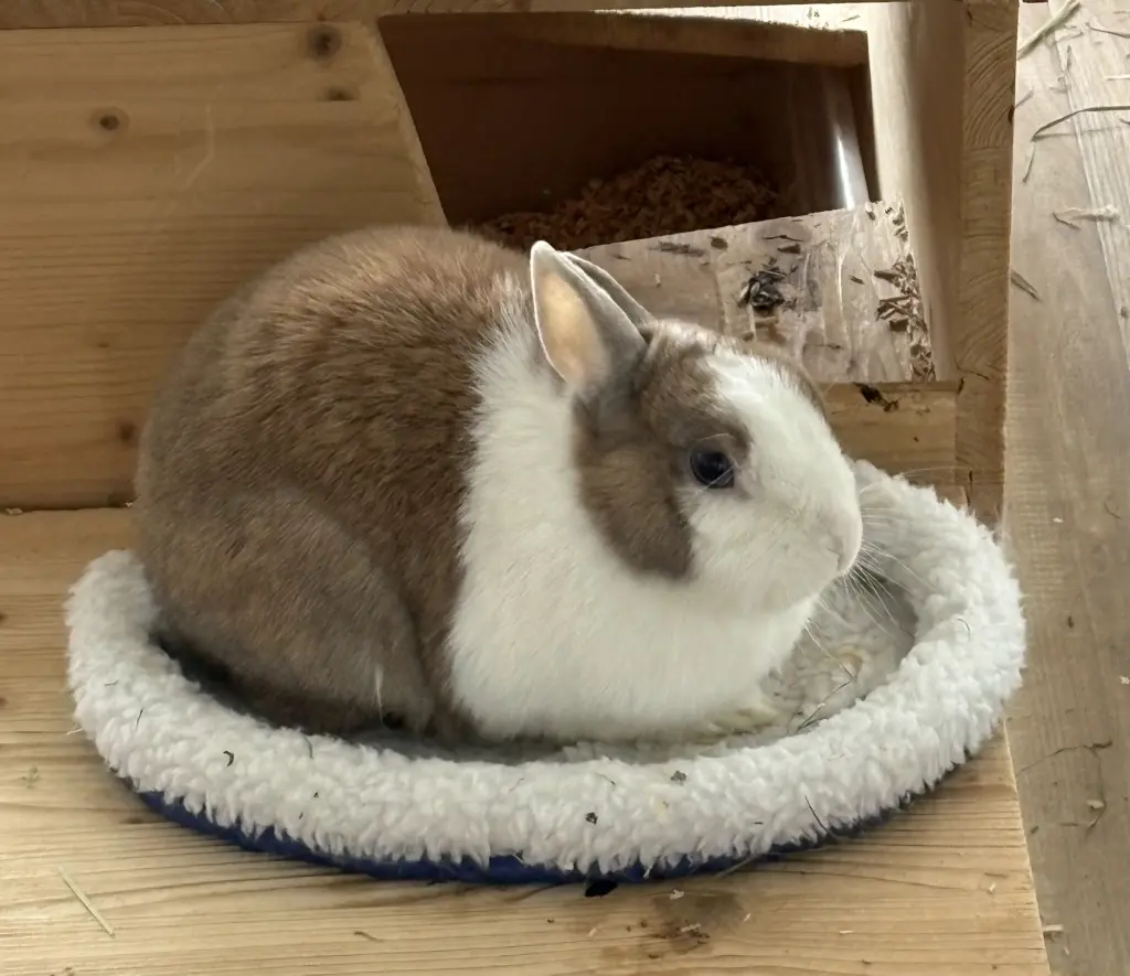 Image from Leia