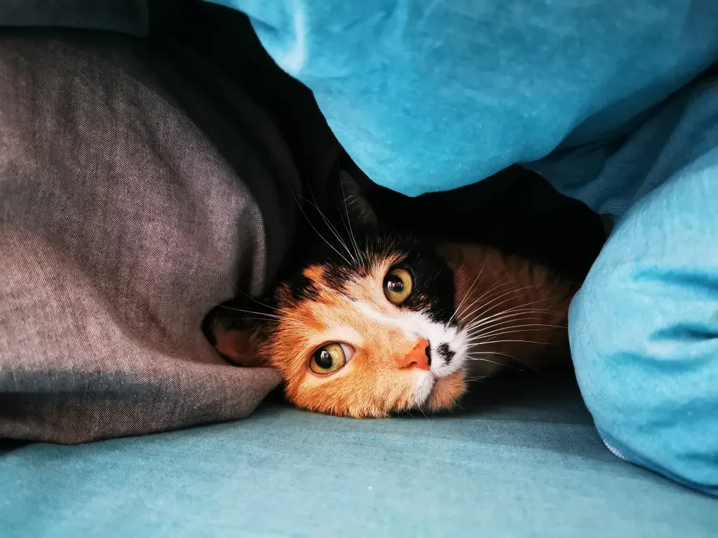 Du hast immer Wärme gesucht und diese auch bekommen ❤️