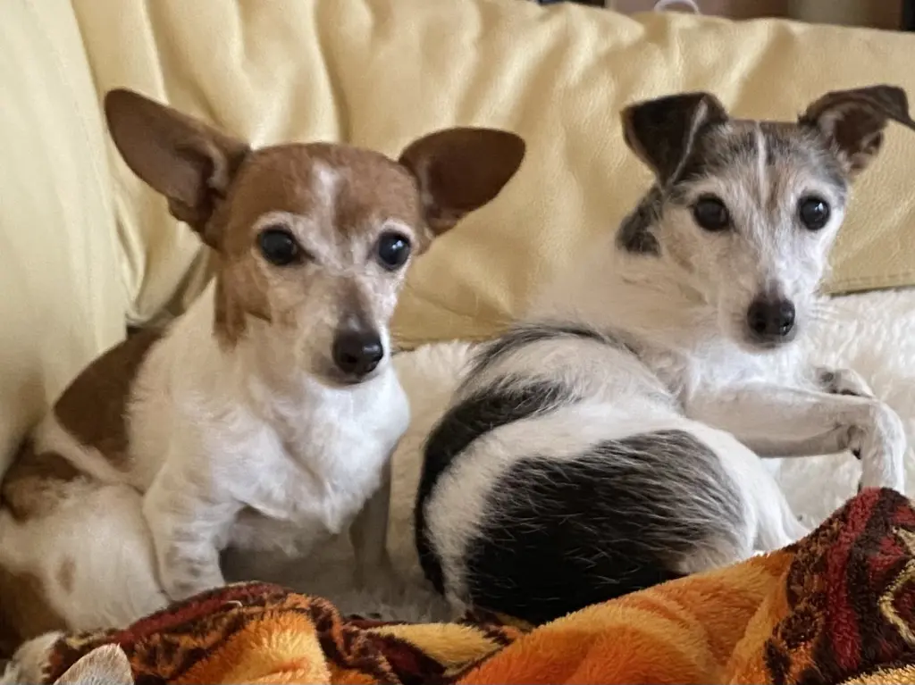 Jetzt sind Jacky und Luna wieder vereint 🌈🙏