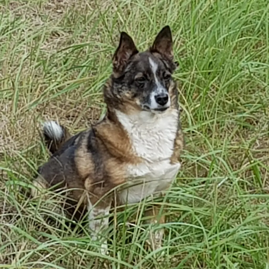 Bild von Suni