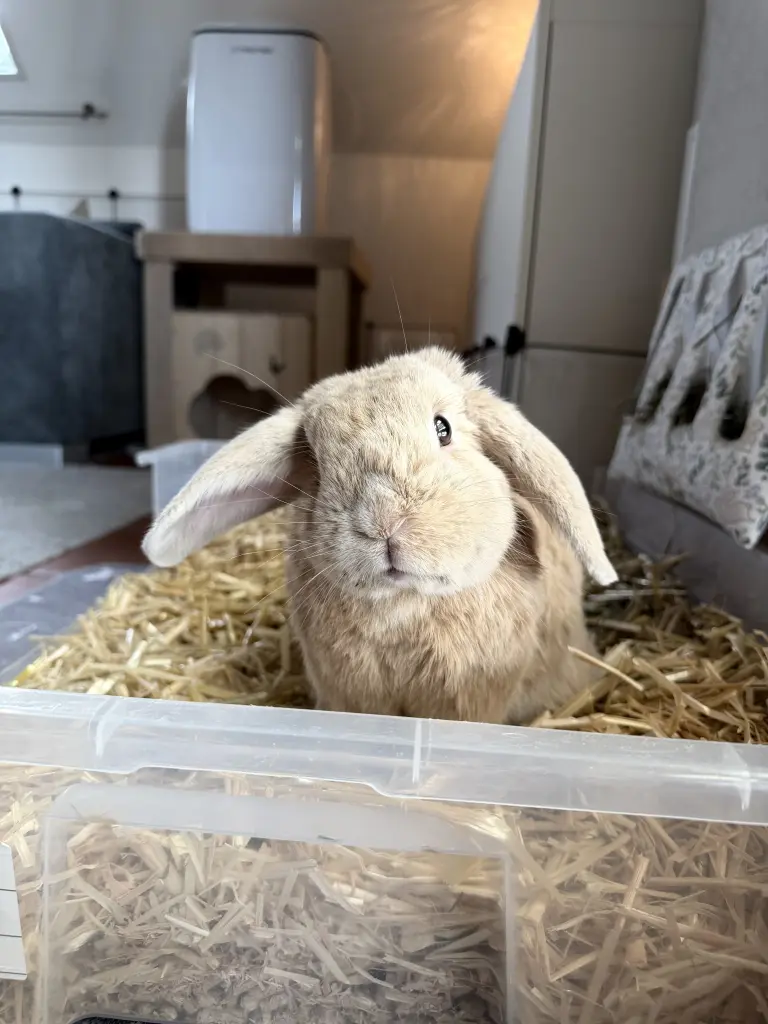 Bild von Knoppers