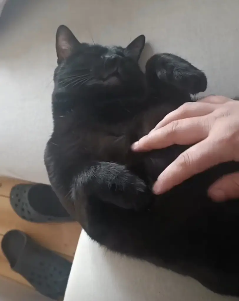 Bild von Loki