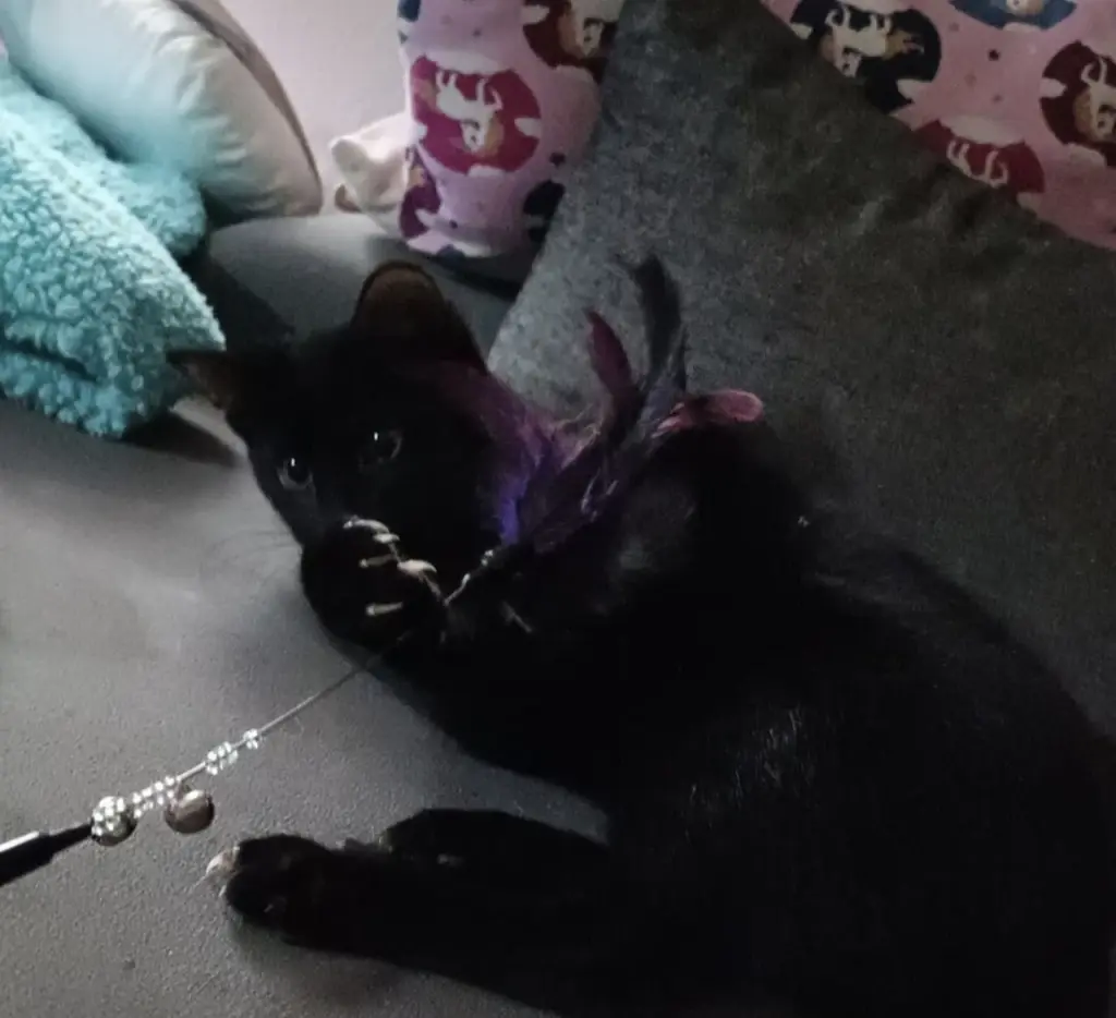 Bild von Loki