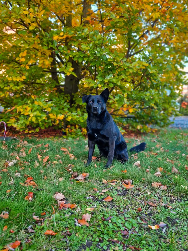 Bild von Milo
