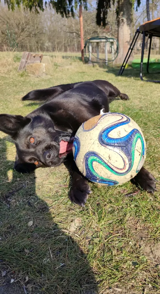 Bild von Milo