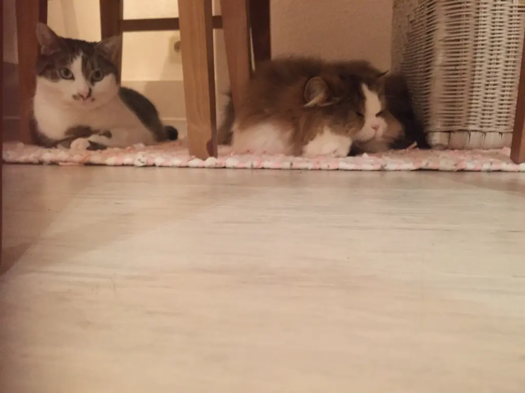 Manou und Fridolin - zwei Kumpels für immer verbunden!