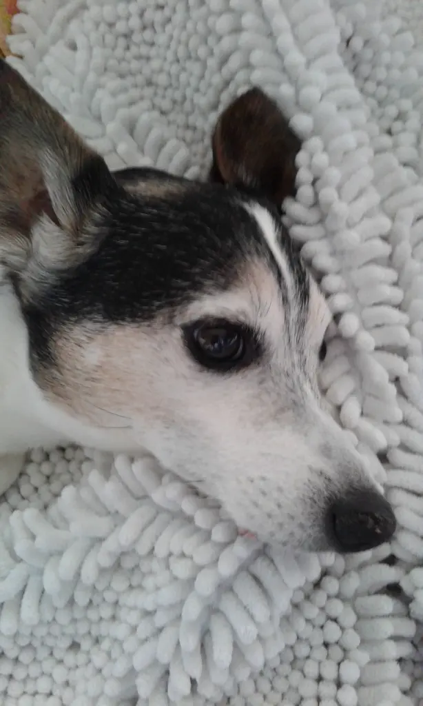 Andachtsbild von Ruth mit Atilla