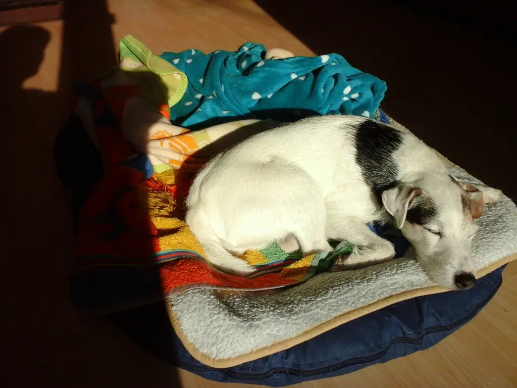 Andachtsbild von Kerstin mit Gismo im Herzen