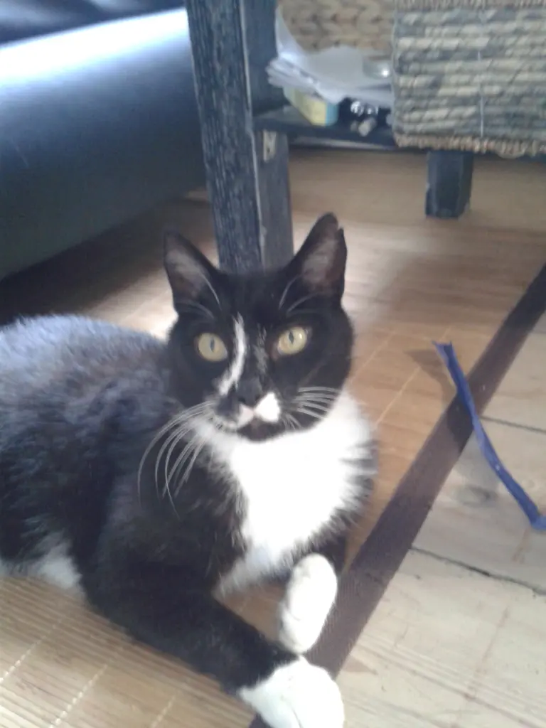 Andachtsbild von Für Barney, von Lissy mit Elmo 