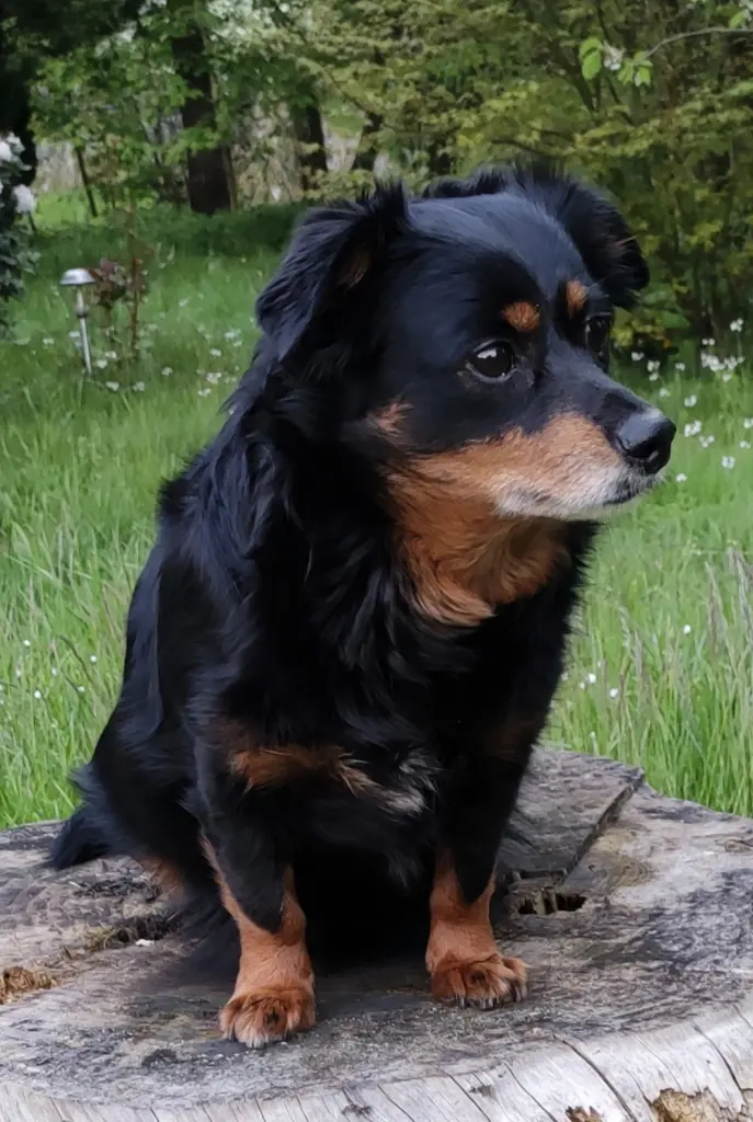 Bild von Nelly