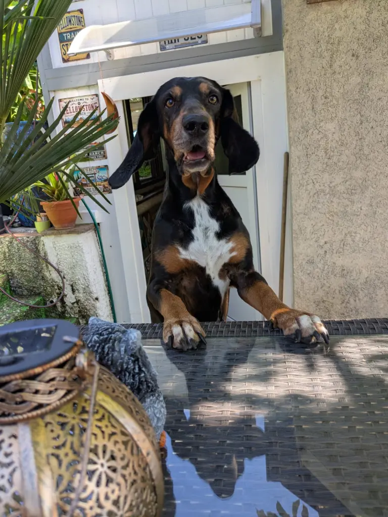 Image from Lola