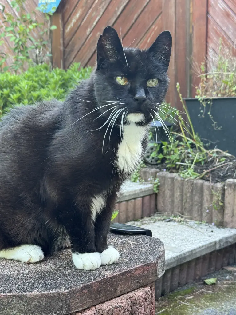 Bild von Gromit (Grommy)