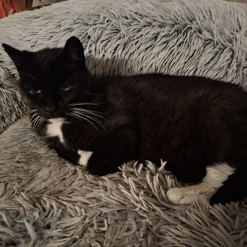 Bild von Gromit (Grommy)