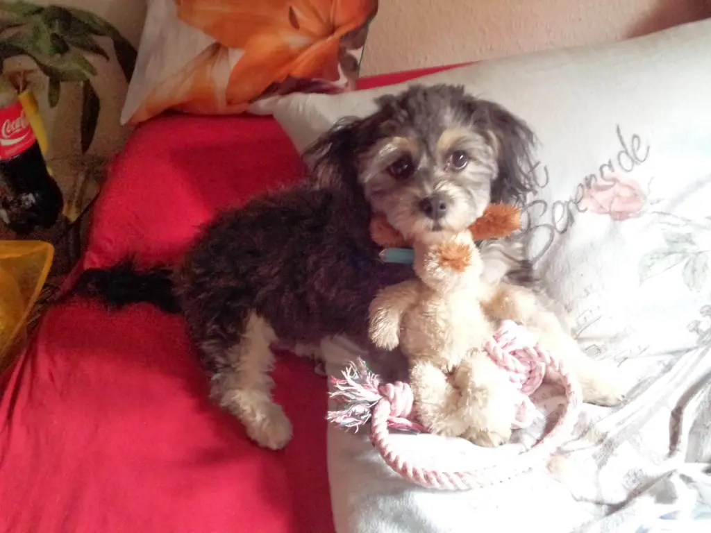 Bild von Emmi
