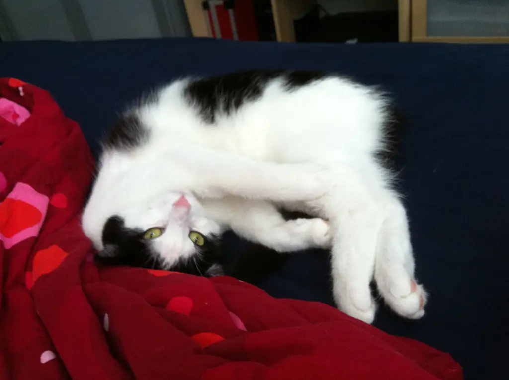 Image from Miez