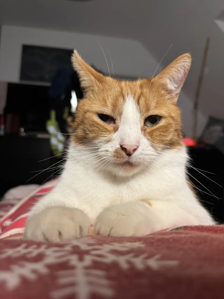 Bild von Henry