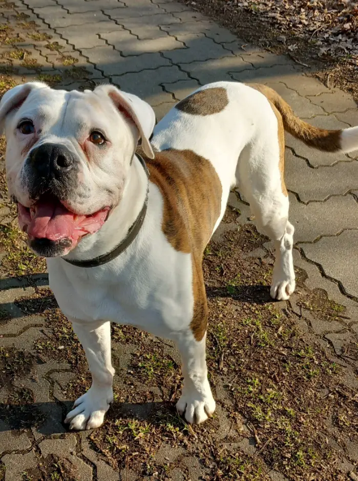 Bild von Hannibal