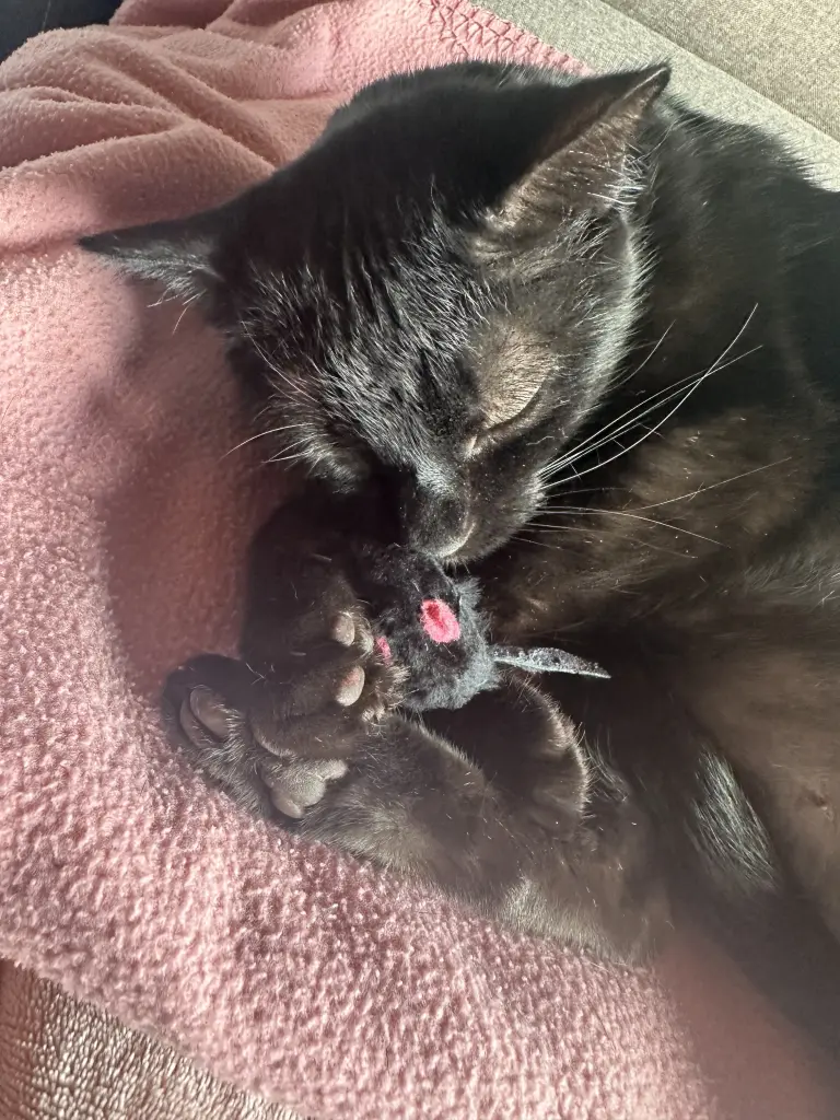 Bild von Lilli