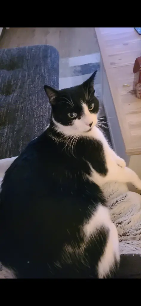 Bild von Tiger