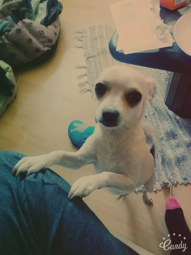 Bild von Lilly