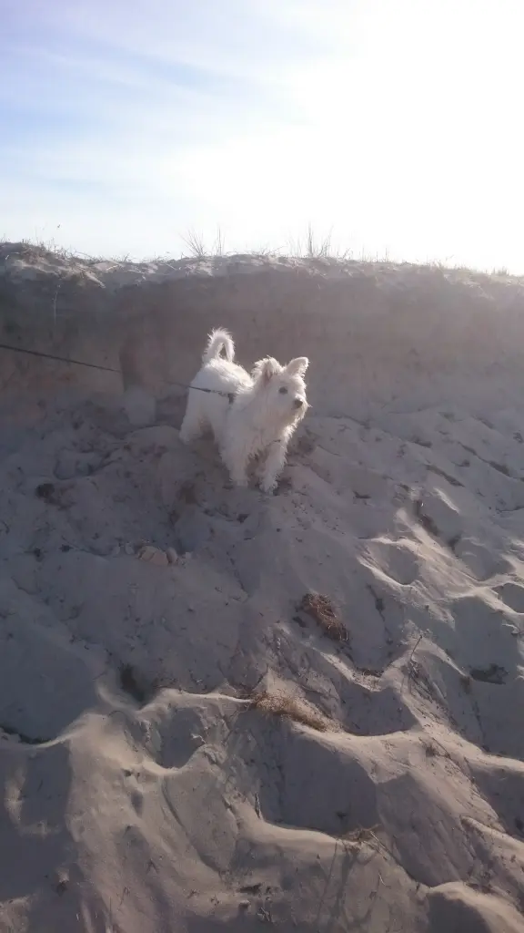 Bild von Lilly