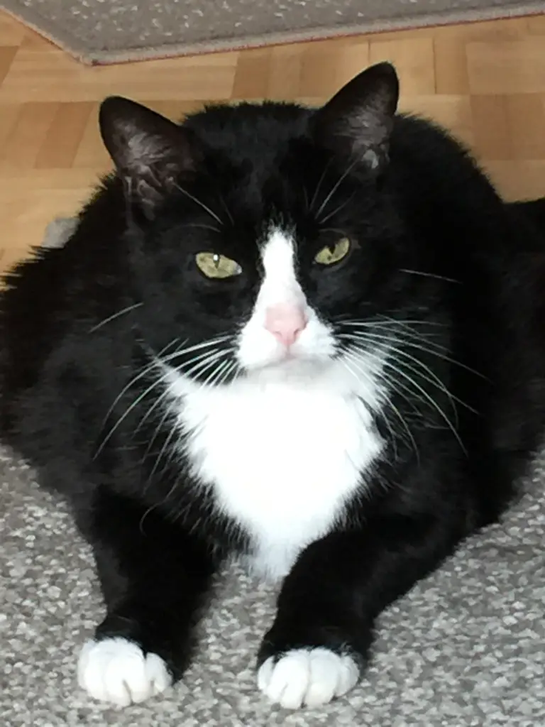 Image from Gibsy