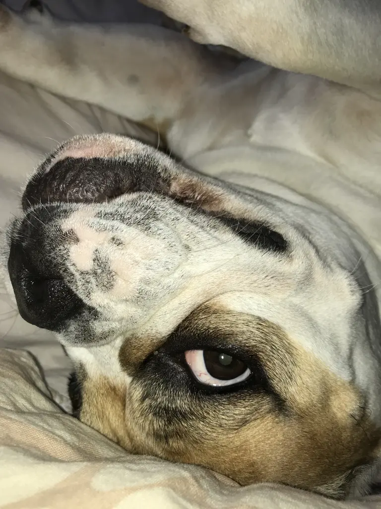 Bild von Polly