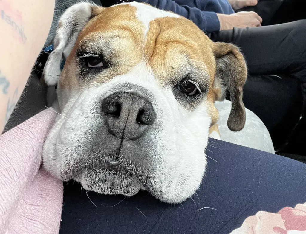 Bild von Polly