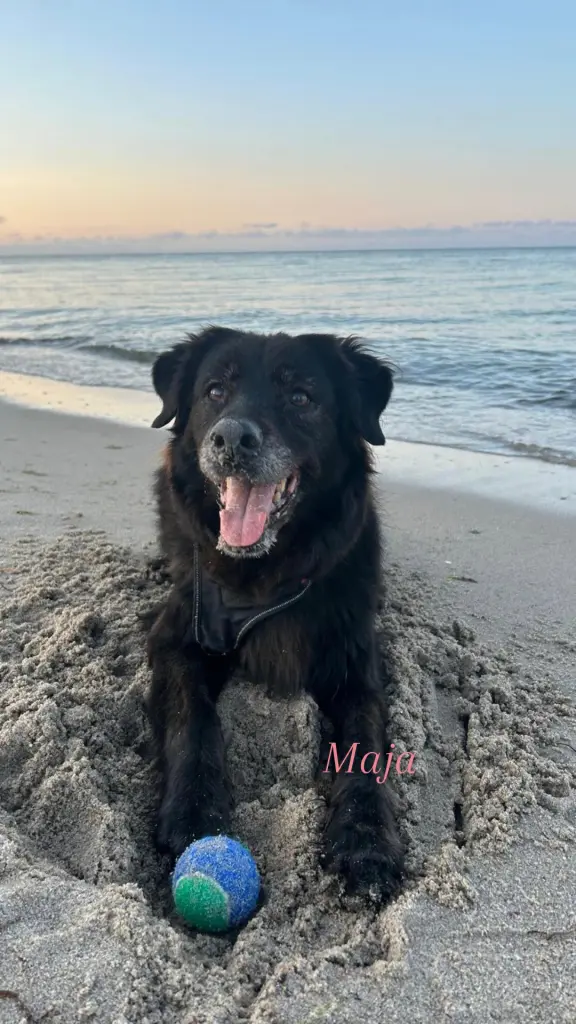 Bild von Maja