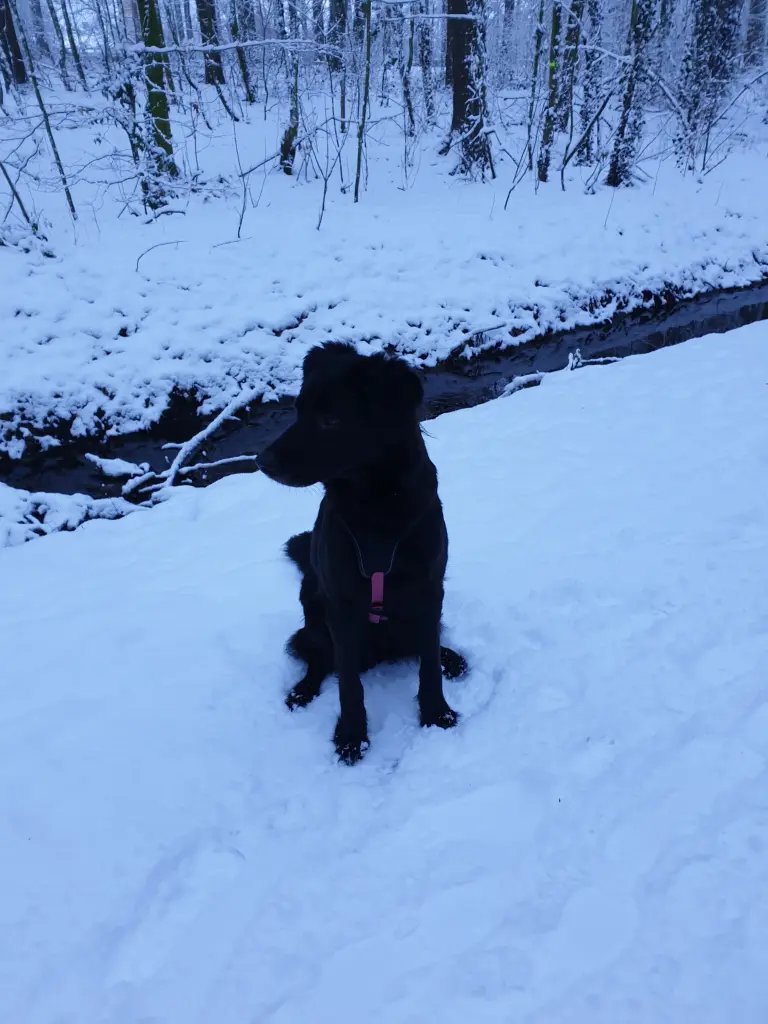 Bild von Maja