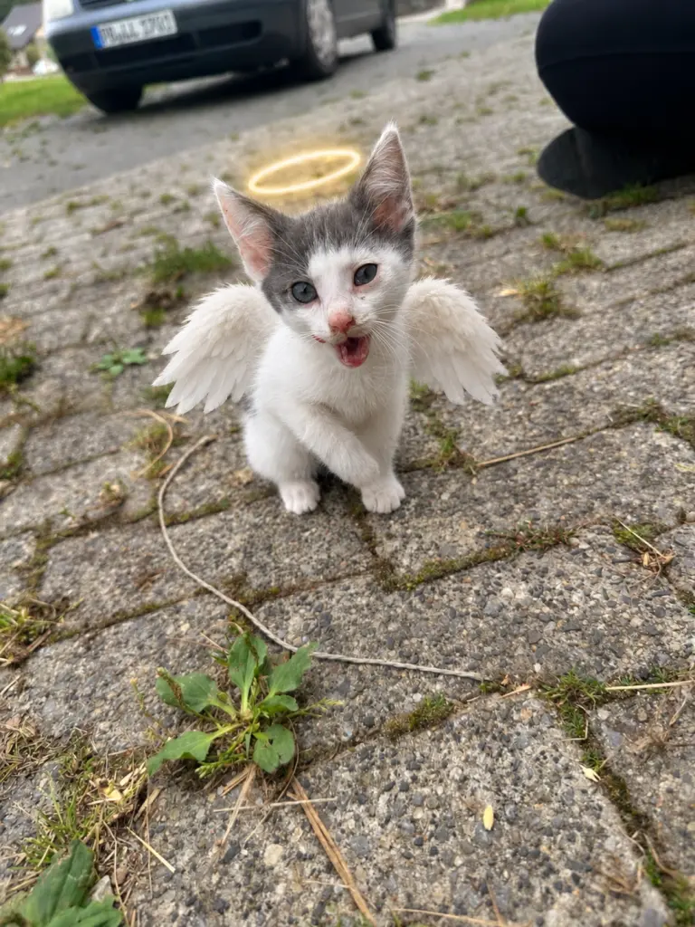 Bild von Ghost