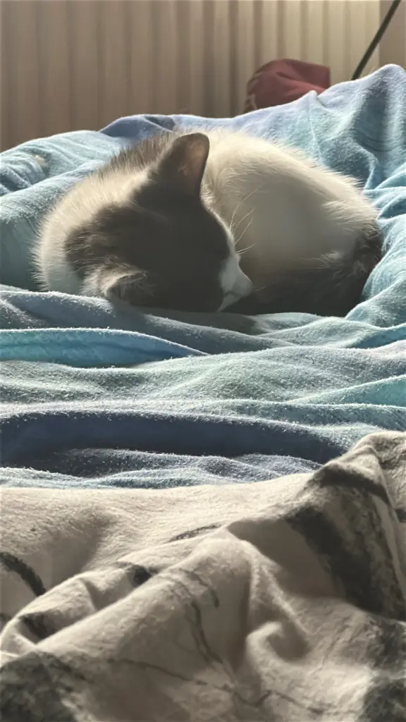 Bild von Ghost