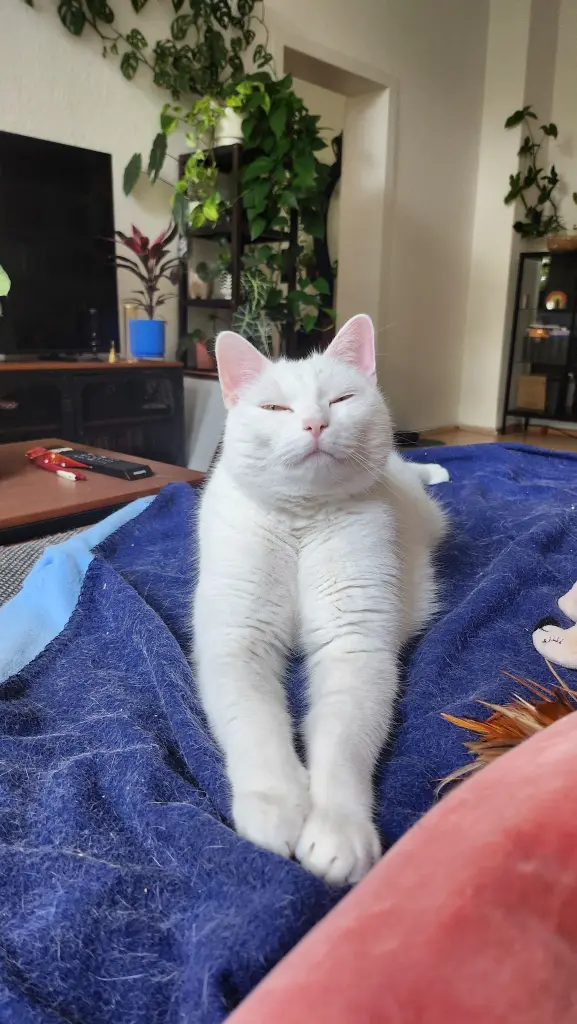 Bild von Loki