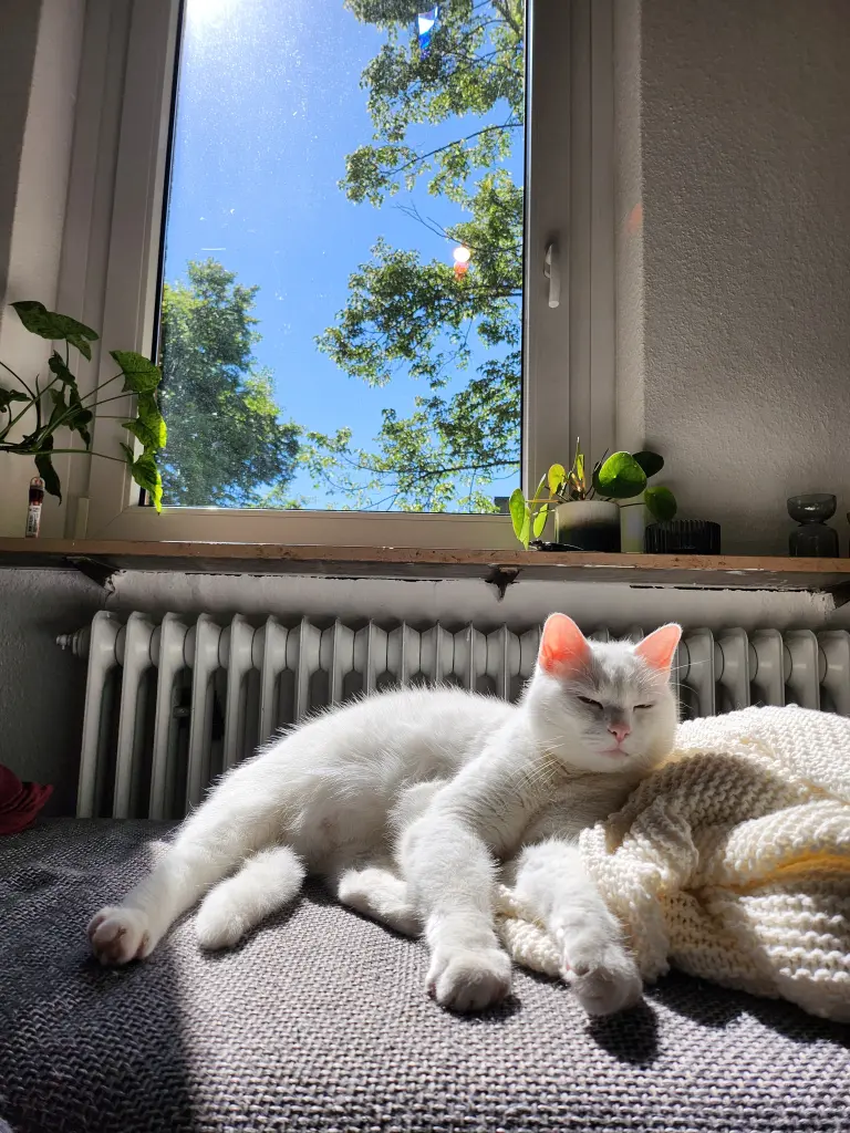 Bild von Loki