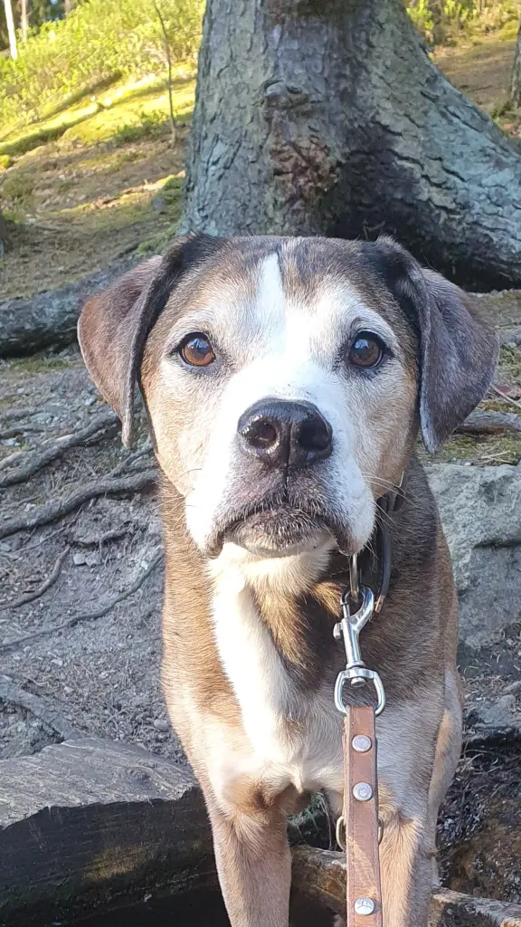 Bild von Peanut