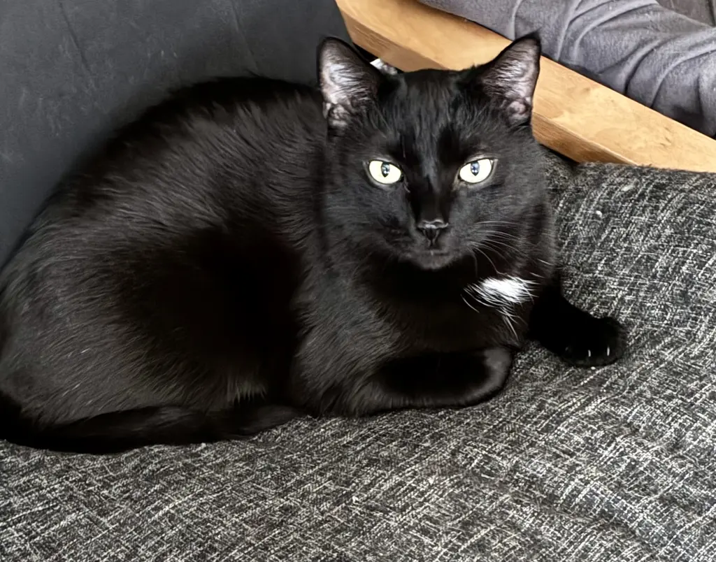 Bild von Shorty